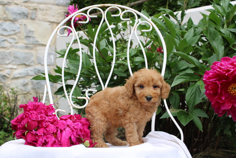 puppy, for, sale, Millwood Malena, Matthew B. Stoltzfus, dog, breeder, Gap, PA, dog-breeder, puppy-for-sale, forsale, nearby, find, puppyfind, locator, puppylocator, aca